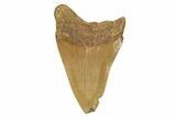 Juvenile Fossil Megalodon Tooth From Angola - Unusual Location #259528-1